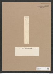 Pleurosigma sp. (de-Toni-Nr.: Genus 13) Zeichnungen Sammlung Grunow Nr. 2148 (NHMW-BOT-W0369195)